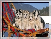 Szczeniaczki, Husky, Cztery, Leżak