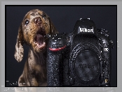 Szczeniak, Nikon, Jamnik krótkowłosy, Aparat fotograficzny