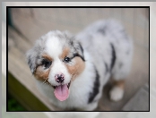 Szczeniak, Owczarek australijski-australian shepherd