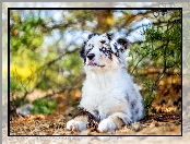 Szczeniak, Owczarek australijski-australian shepherd