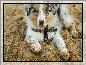 Szczeniak, Owczarek australijski-australian shepherd
