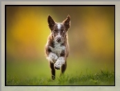 Bieg, Szczeniak, Tło, Rozmyte, Border collie, Trawa