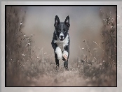 Szczeniak, Trawa, Biegnący, Border collie