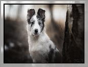 Szczeniak, Pies, Border collie