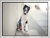 Szczeniak, Murek, Pies, Border collie