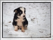 Szczeniak, Zima, Pies, Border Collie