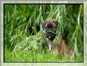 Szczeniak, Wierzba, Piesek, Cane Corso