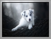 Drzewo, Szczeniak, Tło, Rozmyte, Border collie, Kora