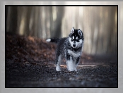 Szczeniak, Droga, Siberian husky, Las