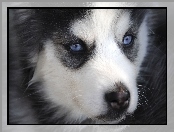 Szczeniak, Oczy, Siberian Husky, Niebieskie