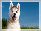 Szczeniak, Siberian Husky, Słodki