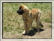 Leonberger, Szczeniak