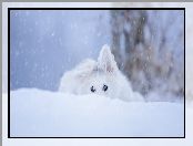 Szczeniak, Śnieg, Pies, Biały owczarek szwajcarski