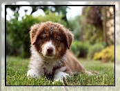 Szczeniak, Owczarek australijski-australian shepherd