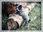 Szczeniak, Pień, Pies, Australian cattle dog