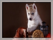 Szczeniak, Husky, Pies, Siberian