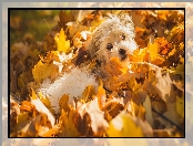 Szczeniak, Liście, Pies, Shichon