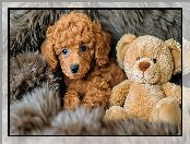 Brązowy, Szczeniak, Pies, Miś, Pluszowy