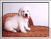 szczeniak, retriever, Pies, golden