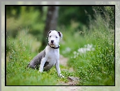 Szczeniak, American Staffordshire Terrier, Pies, Amstaff