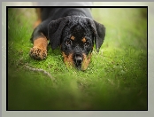 Szczeniak, Trawa, Pies, Rottweiler