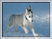 Szczeniak, Siberian Husky, Piesek, Śnieg