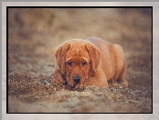 Szczeniak, Długie, Brązowy, Labrador retriever, Uszy