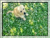 Retriever, Szczeniak, Labrador