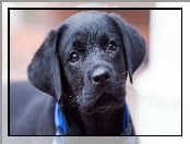 Szczeniak, Labrador retriever, Czarny