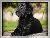 Szczeniak, Labrador Retriever, Czarny