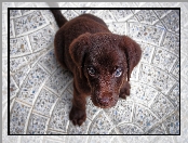 Szczeniak, Labrador retriever, Słodki