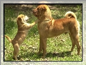 szczeniak, trawa, dorosły, Shar Pei