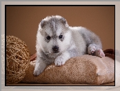 Szczeniak, Poduszka, Pies, Siberian husky