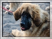 Leonberger, Szczeniak, Smycz