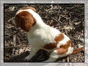 Springer spaniel walijski, szczeniak