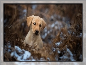 Suche, Szczeniak, Śnieg, Paproć, Labrador retriever, Liście