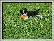 Piłeczka, Border Collie, Szczeniak, Trawa