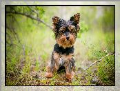 Szczeniak, Trawa, Pies, Yorkshire terrier