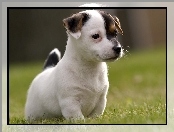 Szczeniak, Jack Russell Terrier