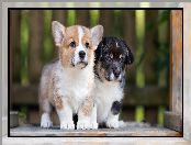 Welsh corgi cardigan, Welsh corgi pembroke, Psy, Dwa, Szczeniaki