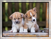 Szczeniaki, Welsh corgi pembroke