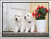 Szczeniaki, Pelargonia, Pieski, Golden retriever