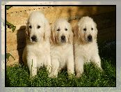 Szczeniaki, Trawa, Psy, Golden retriever