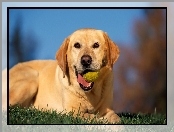 Piłeczka, Szczęśliwy, Retriever