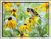Szczygieł, Rudbekia