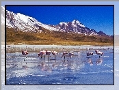 Szczyty, Ośnieżone, Rzeka, Flamingi, Góry