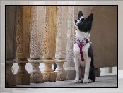 Szelki, Szczeniak, Border collie