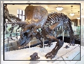 Szkielet, Triceratops