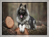 Szpic eurasier, Drewno, Pies, Kłody