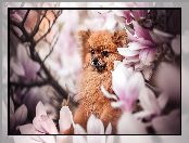 Szpic miniaturowy, Magnolie, Pies, Kwiaty